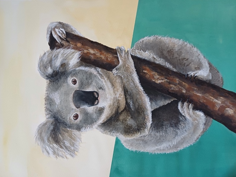 Koala